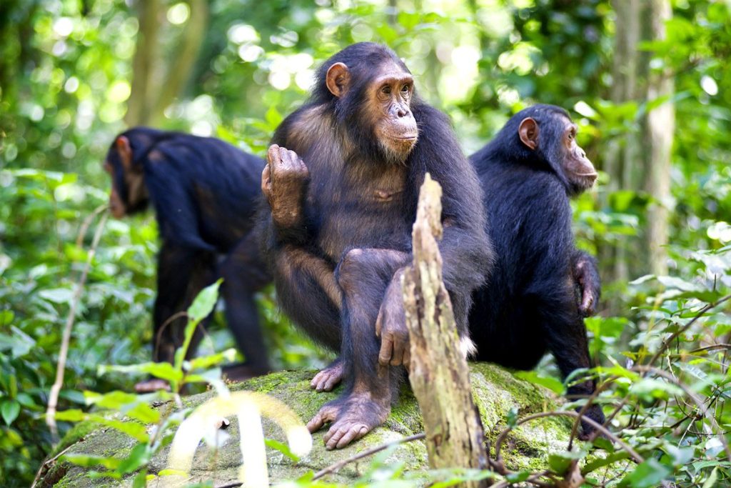 Mahale Mountain National Park Naked Wilderness Afrika