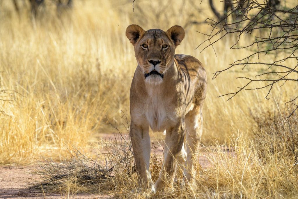 Tanzania Naked Wilderness Afrika