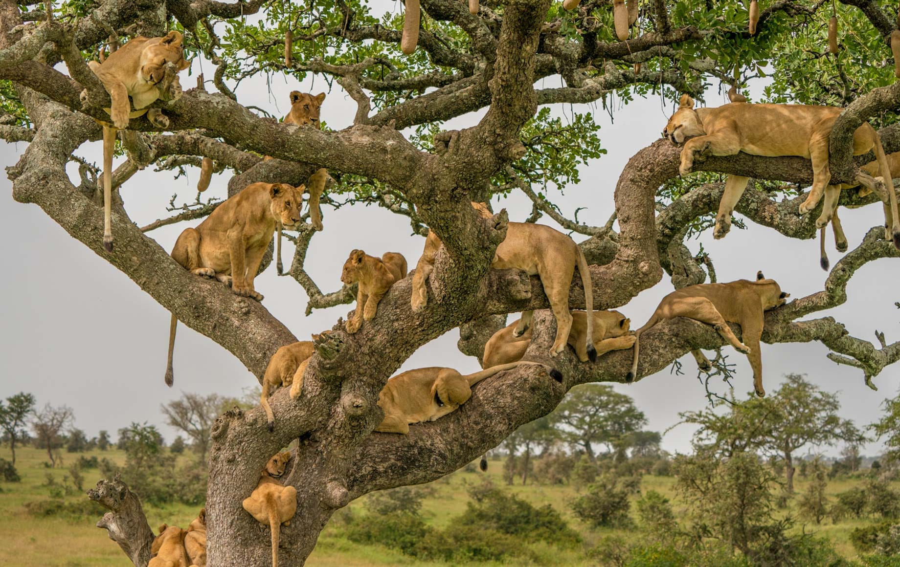 Serengeti1-naked wilderness