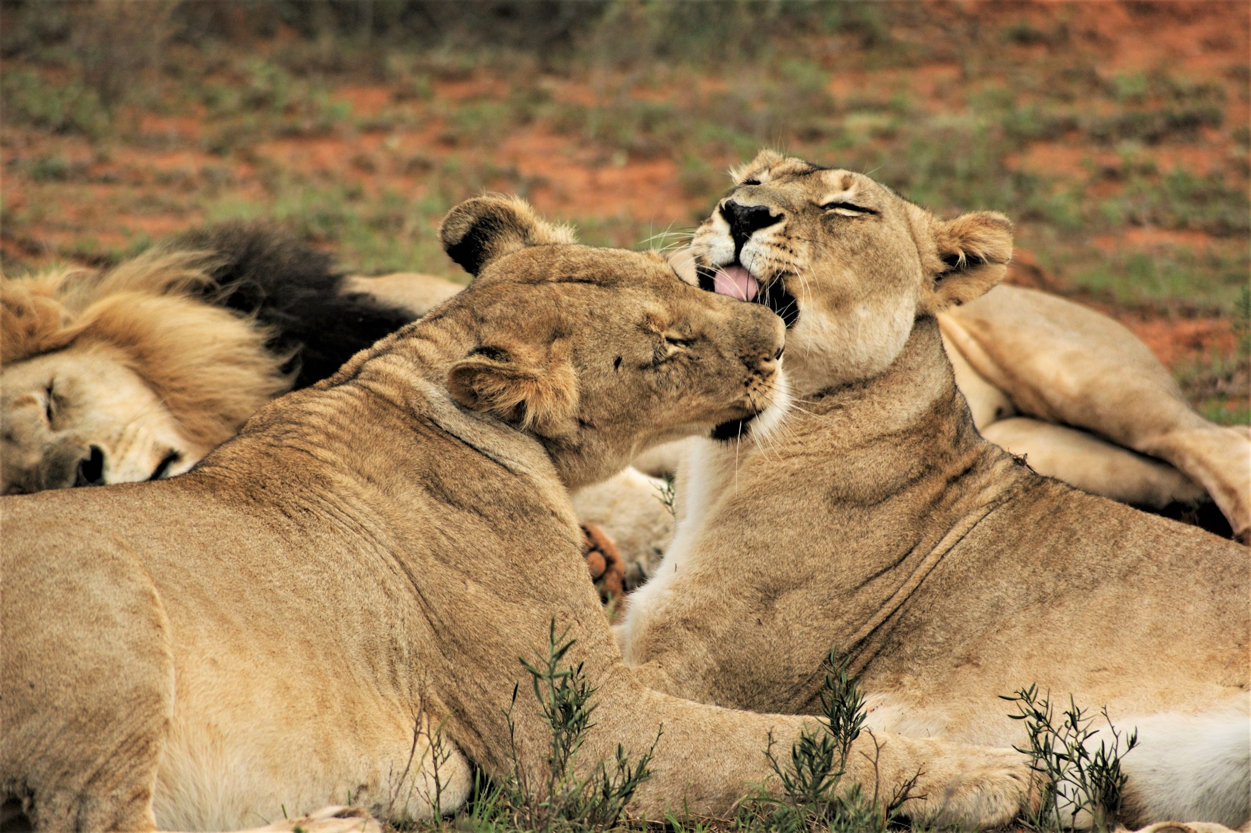 Serengeti National Park Naked Wilderness Afrika